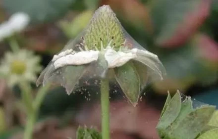 straberry Bifenazate straberry Bifenazate