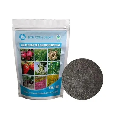 Azotobacter chroocoque pour la plantation de fleurs agricoles augmentant le rendement des cultures bacille